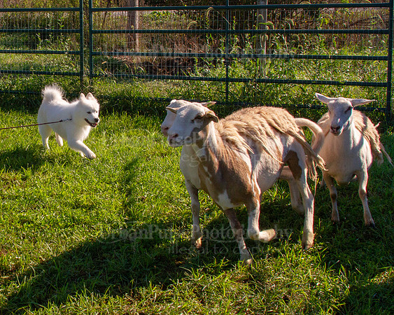 SCA2019_HERDING-0844