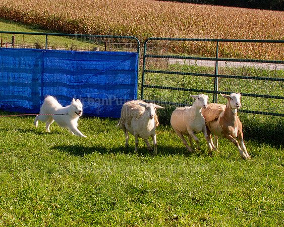 SCA2019_HERDING-0845