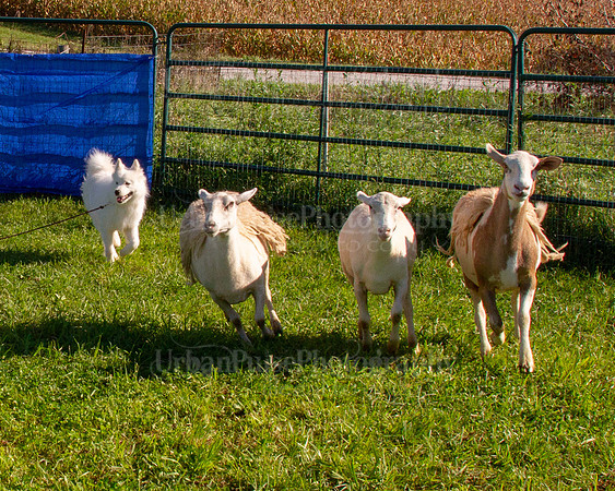 SCA2019_HERDING-0846