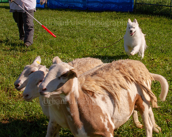 SCA2019_HERDING-0847