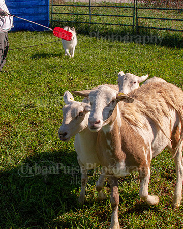 SCA2019_HERDING-0848