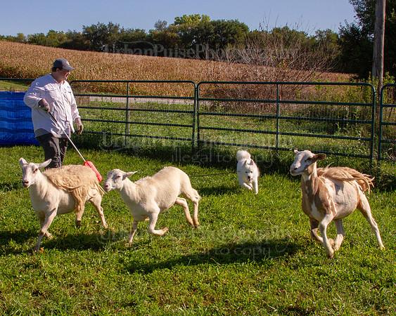 SCA2019_HERDING-0849