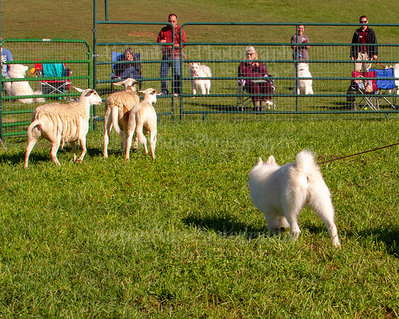 SCA2019_HERDING-0850