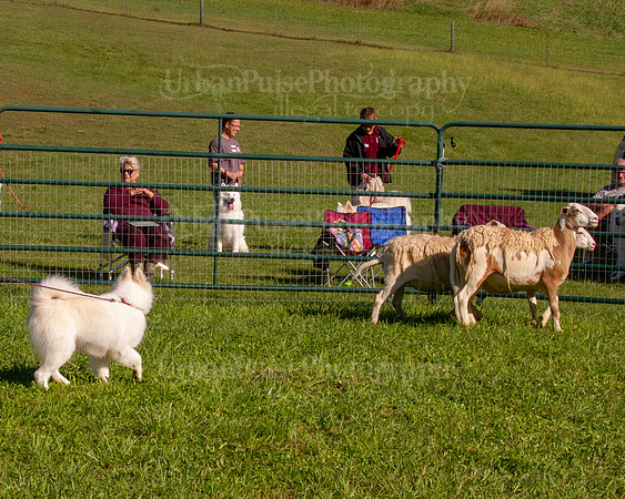 SCA2019_HERDING-0851