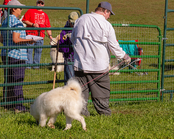 SCA2019_HERDING-0852