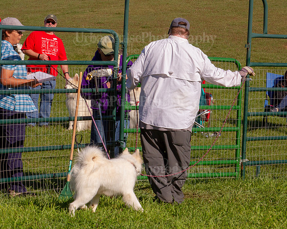 SCA2019_HERDING-0853