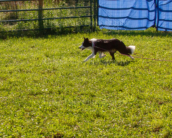 SCA2019_HERDING-0854