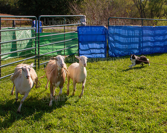 SCA2019_HERDING-0855