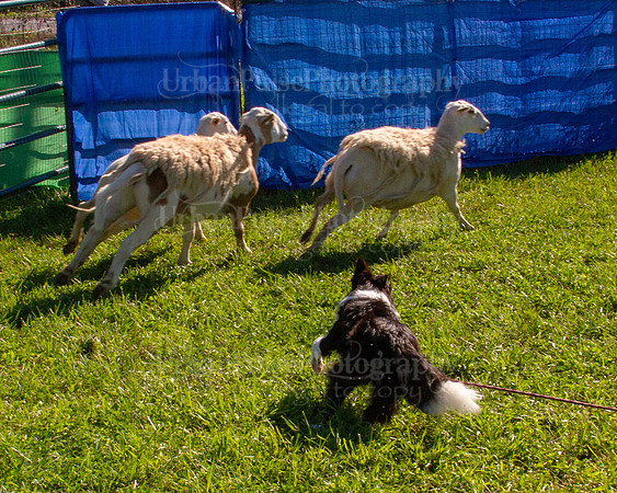 SCA2019_HERDING-0856
