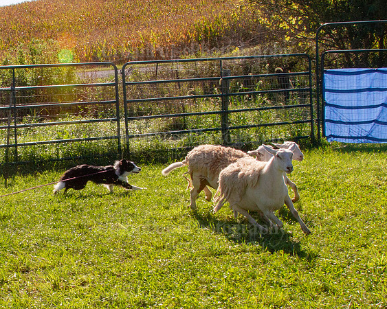 SCA2019_HERDING-0857