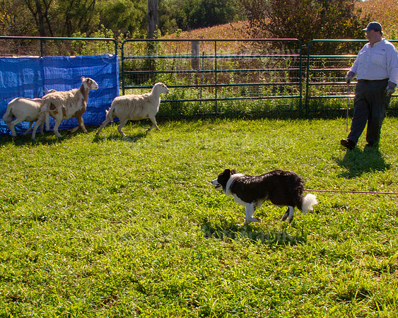 SCA2019_HERDING-0858
