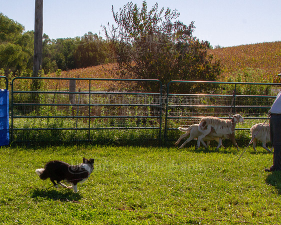 SCA2019_HERDING-0859