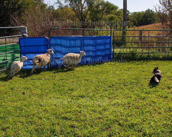 SCA2019_HERDING-0860