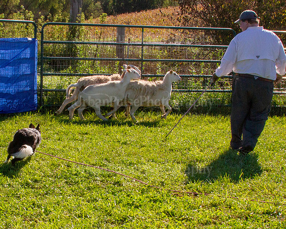 SCA2019_HERDING-0861