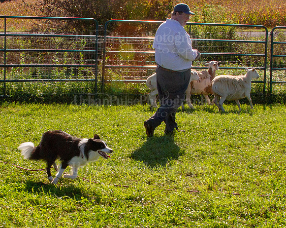 SCA2019_HERDING-0862