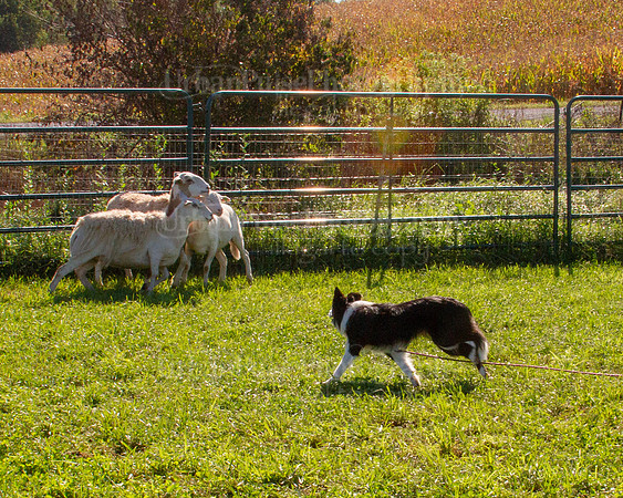 SCA2019_HERDING-0863
