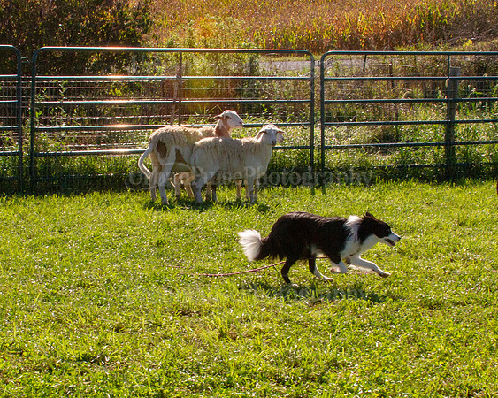 SCA2019_HERDING-0864