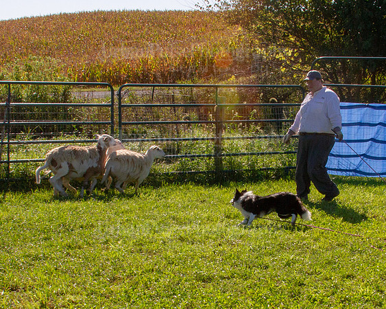 SCA2019_HERDING-0865
