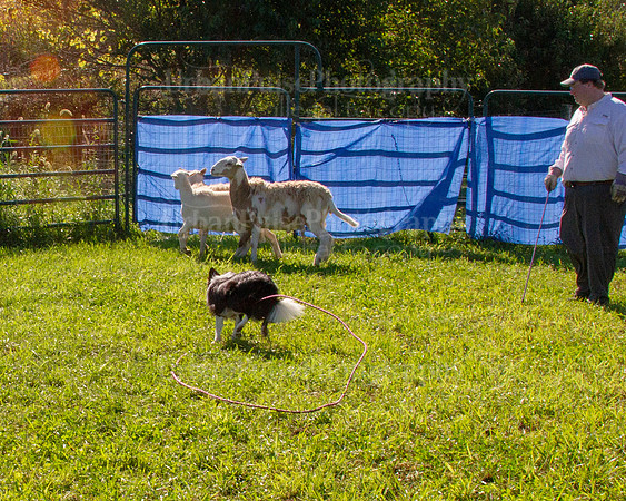 SCA2019_HERDING-0866
