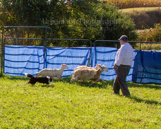 SCA2019_HERDING-0867