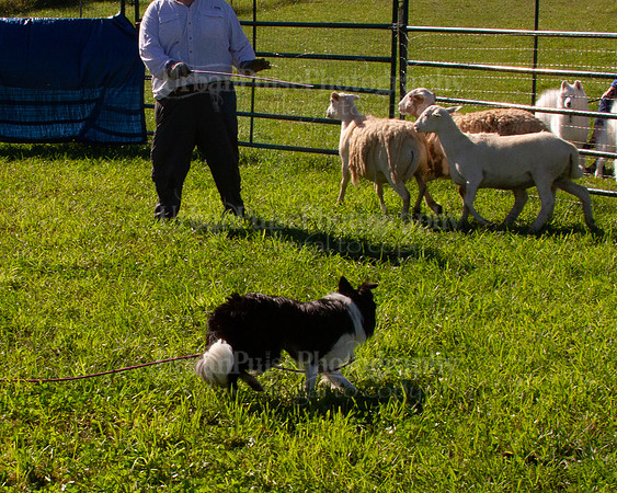 SCA2019_HERDING-0868