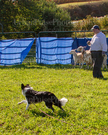 SCA2019_HERDING-0869