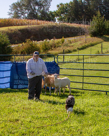 SCA2019_HERDING-0870
