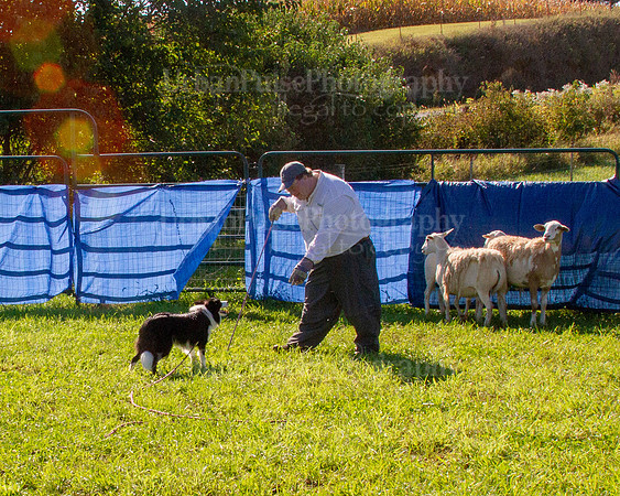 SCA2019_HERDING-0872