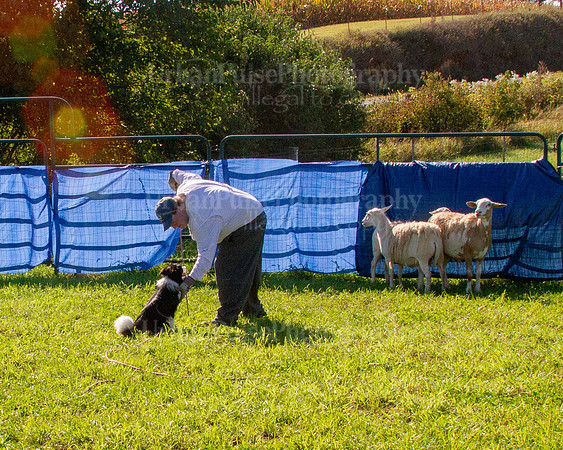 SCA2019_HERDING-0873