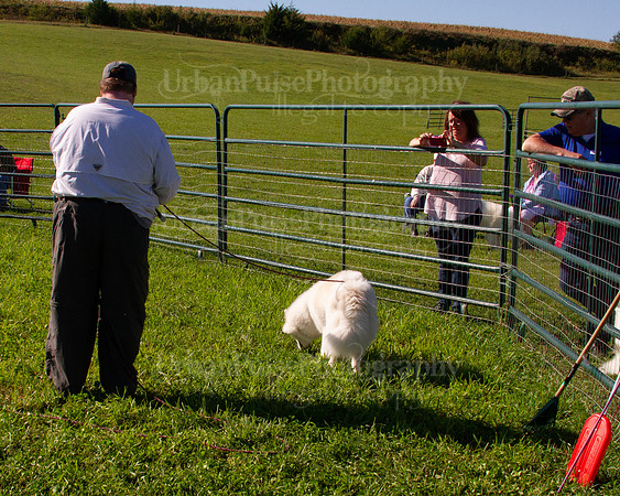 SCA2019_HERDING-0874