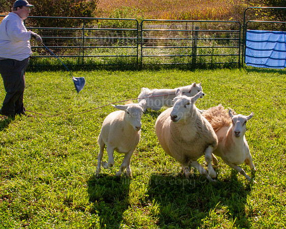 SCA2019_HERDING-0875