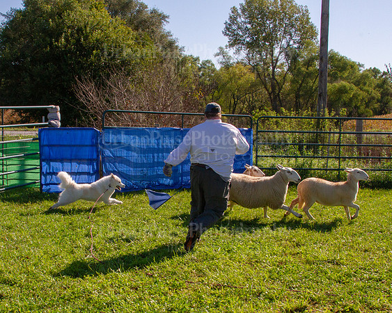 SCA2019_HERDING-0876