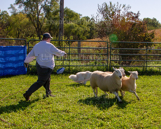 SCA2019_HERDING-0877