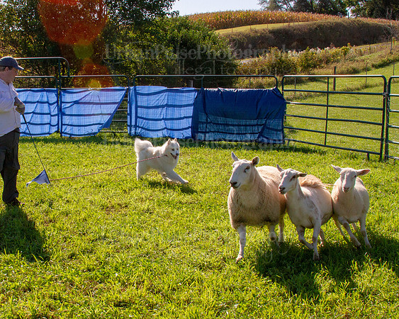 SCA2019_HERDING-0878