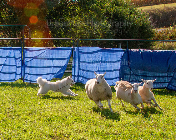 SCA2019_HERDING-0879