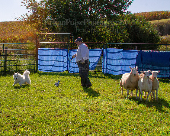 SCA2019_HERDING-0880