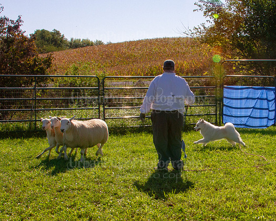 SCA2019_HERDING-0881