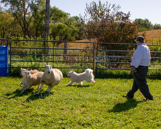 SCA2019_HERDING-0882