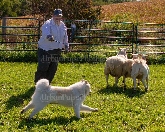SCA2019_HERDING-0883