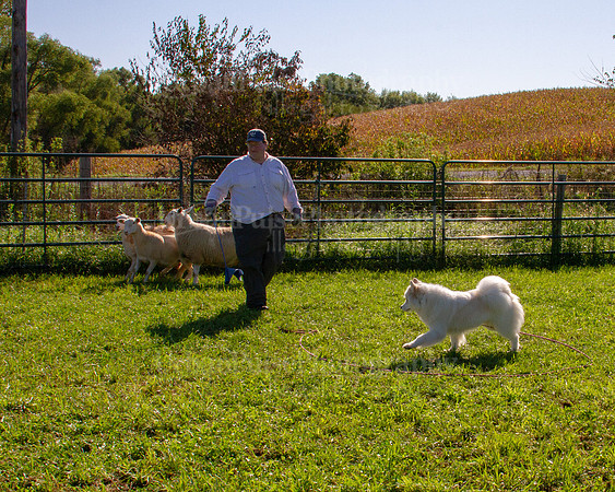 SCA2019_HERDING-0884