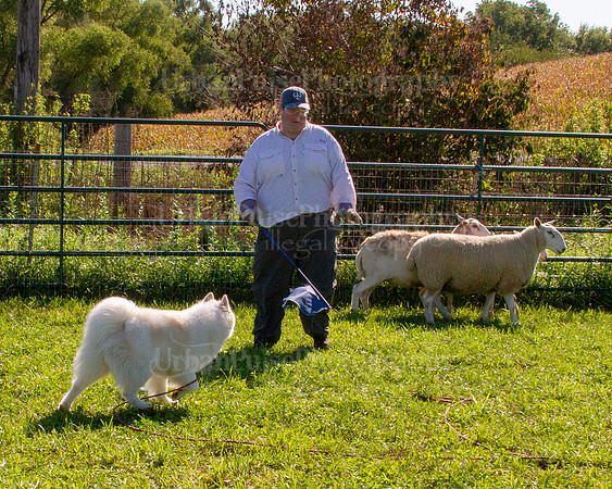 SCA2019_HERDING-0885