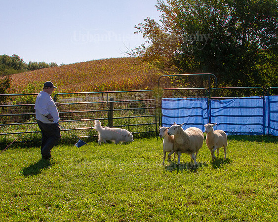 SCA2019_HERDING-0887