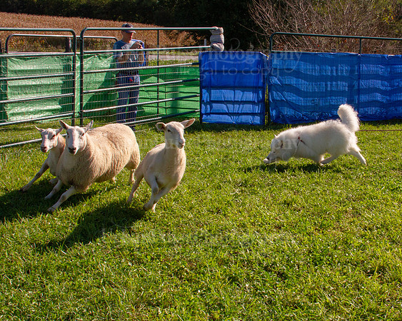 SCA2019_HERDING-0888