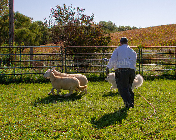 SCA2019_HERDING-0889