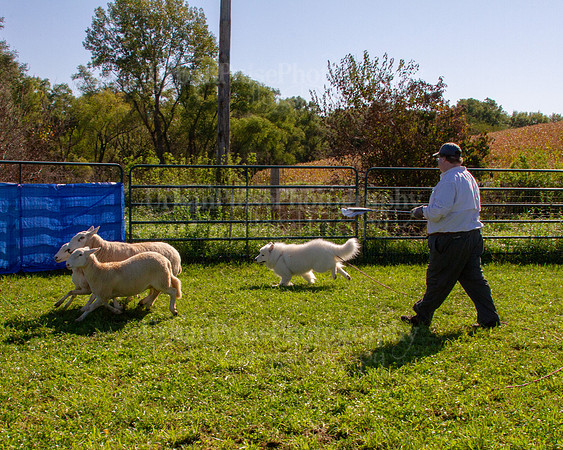 SCA2019_HERDING-0890