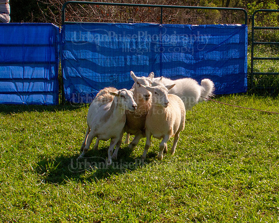 SCA2019_HERDING-0891