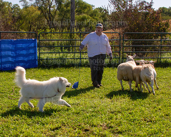 SCA2019_HERDING-0892