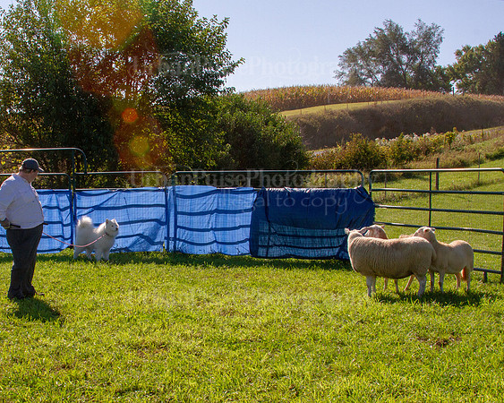 SCA2019_HERDING-0893