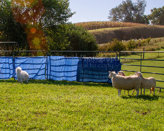 SCA2019_HERDING-0894