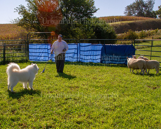 SCA2019_HERDING-0895
